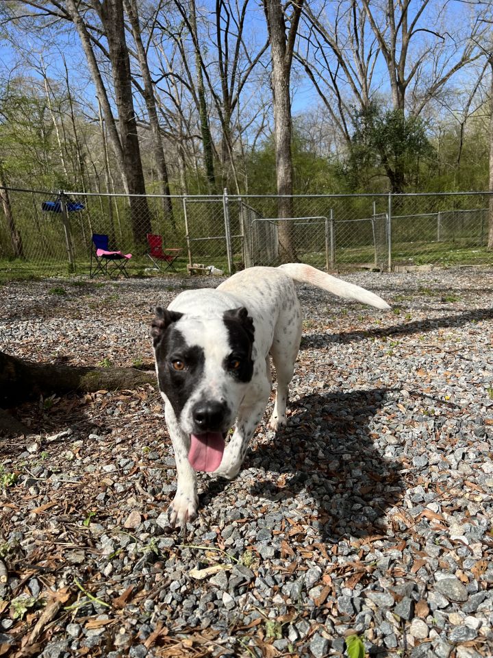 Tony, an adoptable Cattle Dog & Border Collie Mix in Milledgeville, GA_image-3