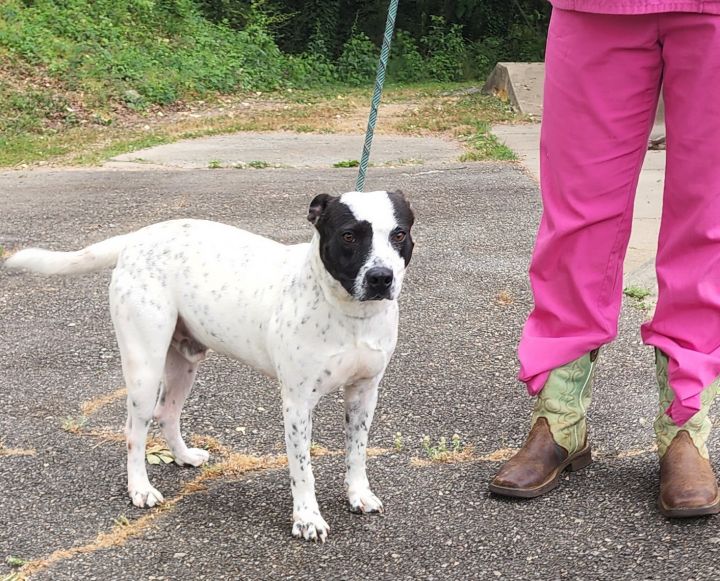 Tony, an adoptable Cattle Dog & Border Collie Mix in Milledgeville, GA_image-5