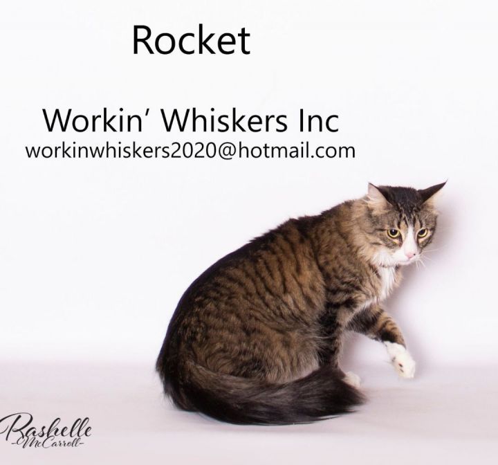 ROCKET, an adopted Maine Coon & Norwegian Forest Cat Mix in HEMET, CA_image-2