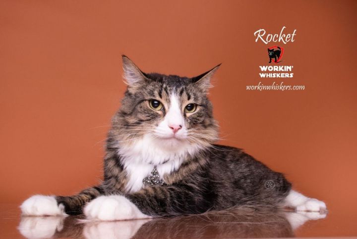 ROCKET, an adopted Maine Coon & Norwegian Forest Cat Mix in HEMET, CA_image-1