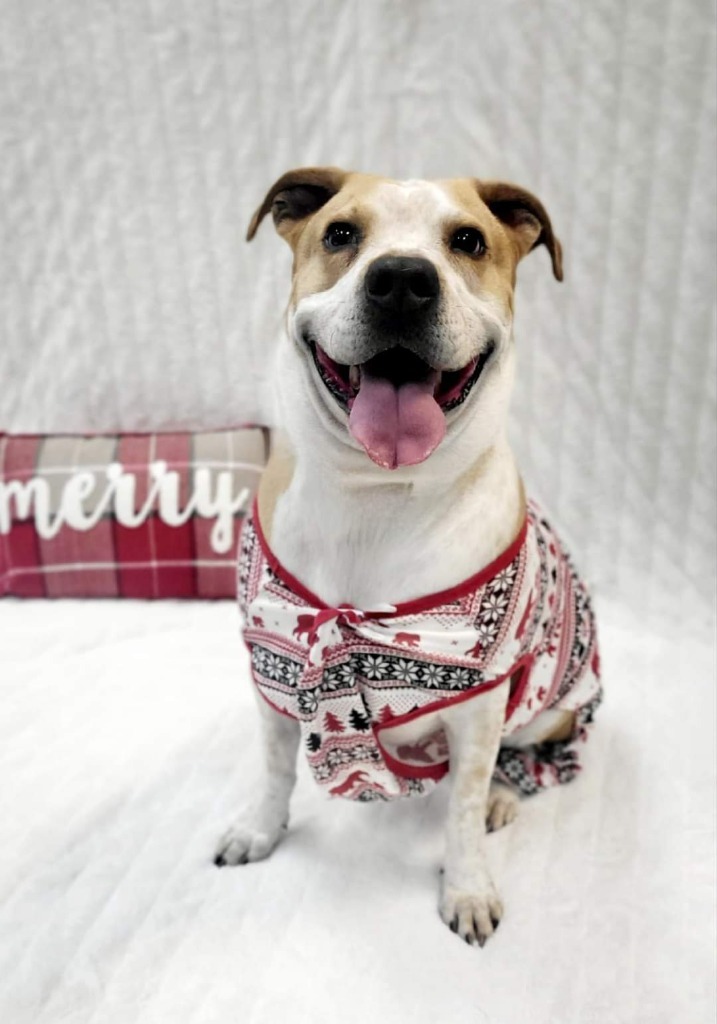 Lucci, an adoptable Pit Bull Terrier, Pointer in Johnson City, TN, 37604 | Photo Image 1