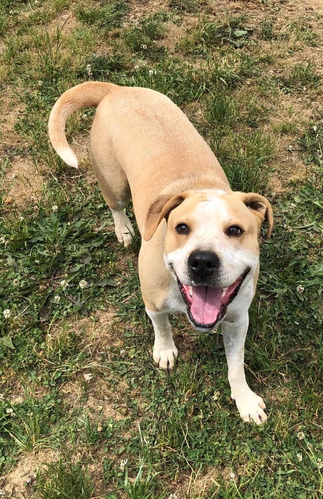 Lucci, an adoptable Pit Bull Terrier, Pointer in Johnson City, TN, 37604 | Photo Image 2