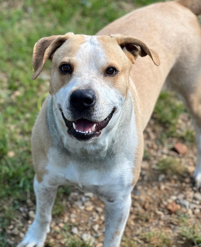 Lucci, an adoptable Pit Bull Terrier, Pointer in Johnson City, TN, 37604 | Photo Image 3