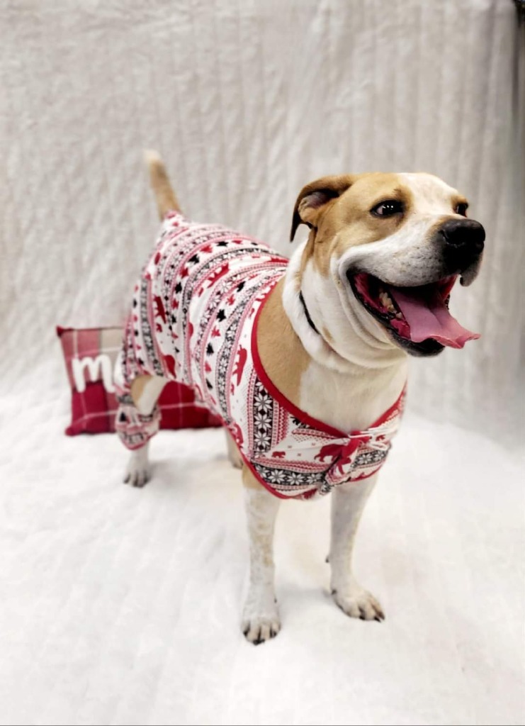 Lucci, an adoptable Pit Bull Terrier, Pointer in Johnson City, TN, 37604 | Photo Image 4
