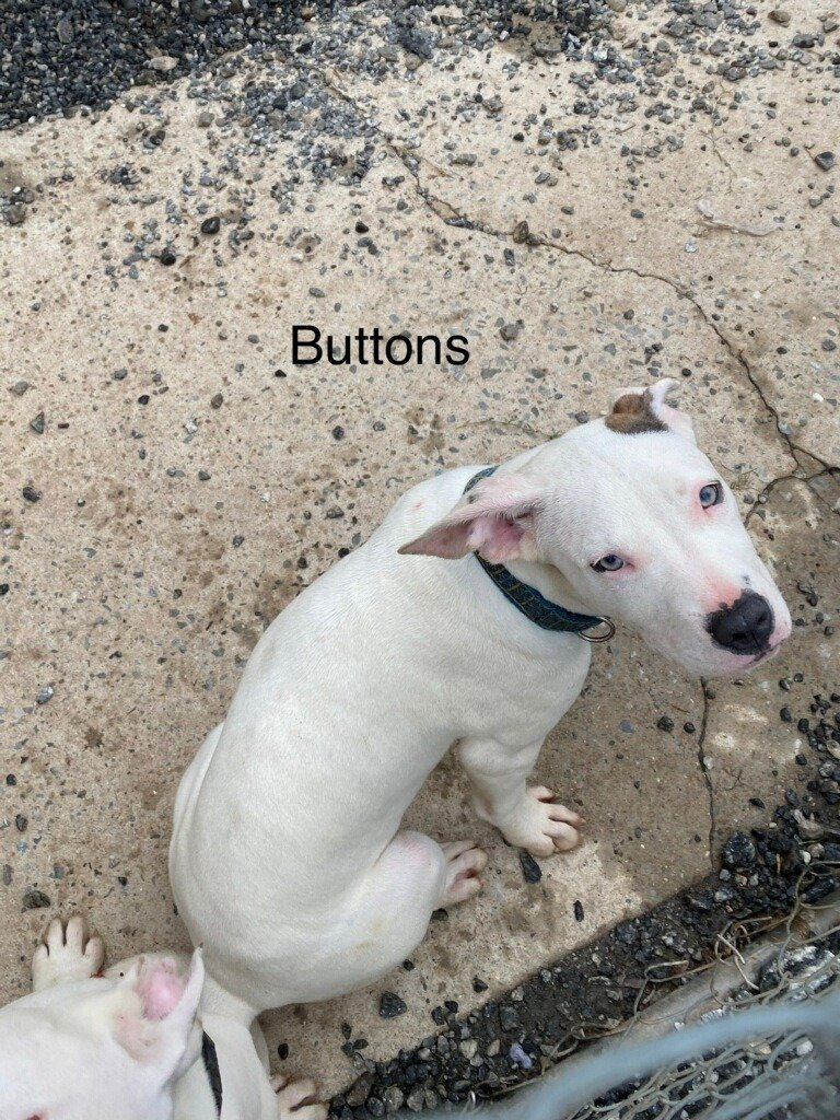 Buttons