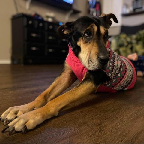 Eleanor W224, an adoptable Coonhound, Shar-Pei in Allen, TX, 75013 | Photo Image 1