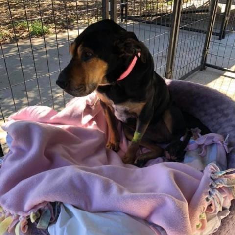 Eleanor W224, an adoptable Coonhound, Shar-Pei in Allen, TX, 75013 | Photo Image 2