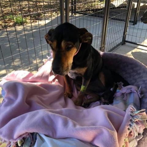 Eleanor W224, an adoptable Coonhound, Shar-Pei in Allen, TX, 75013 | Photo Image 3