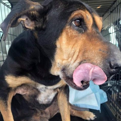Eleanor W224, an adoptable Coonhound, Shar-Pei in Allen, TX, 75013 | Photo Image 4