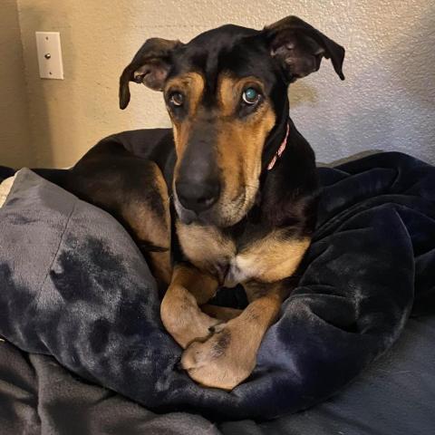 Eleanor W224, an adoptable Coonhound, Shar-Pei in Allen, TX, 75013 | Photo Image 6