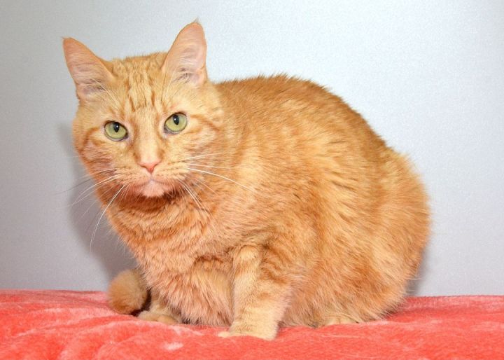 Caesar, an adopted Domestic Medium Hair in Jeffersonville, IN_image-2