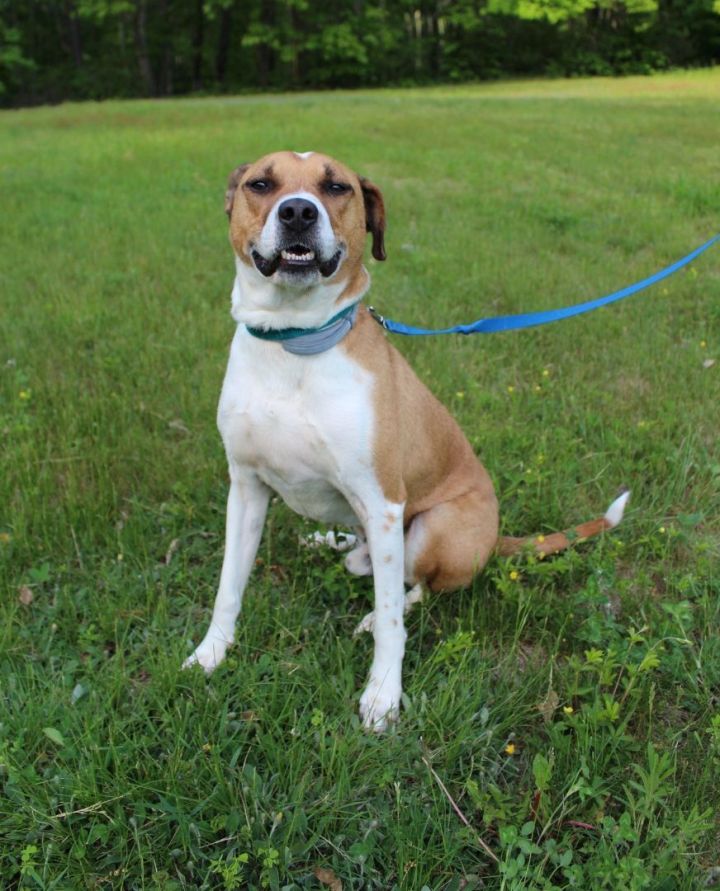 Luther *HERE IN NH*, an adopted Mixed Breed in Northwood, NH_image-6