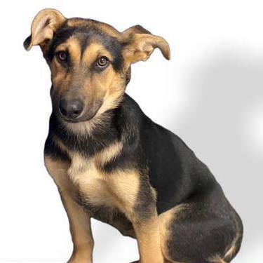 Chloe, an adoptable German Shepherd Dog, Doberman Pinscher in Red Bluff, CA, 96080 | Photo Image 3