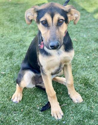 Chloe, an adoptable German Shepherd Dog, Doberman Pinscher in Red Bluff, CA, 96080 | Photo Image 4