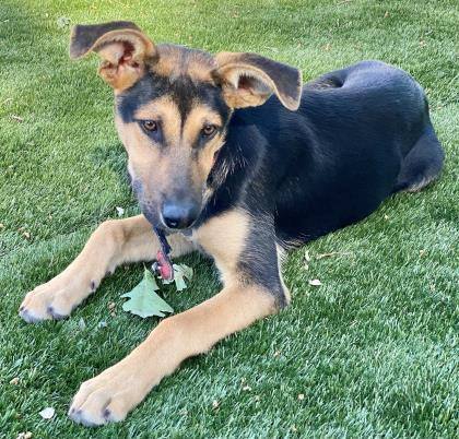 Chloe, an adoptable German Shepherd Dog, Doberman Pinscher in Red Bluff, CA, 96080 | Photo Image 5