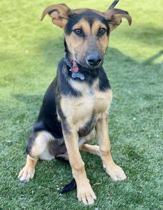 Chloe, an adoptable German Shepherd Dog, Doberman Pinscher in Red Bluff, CA, 96080 | Photo Image 6