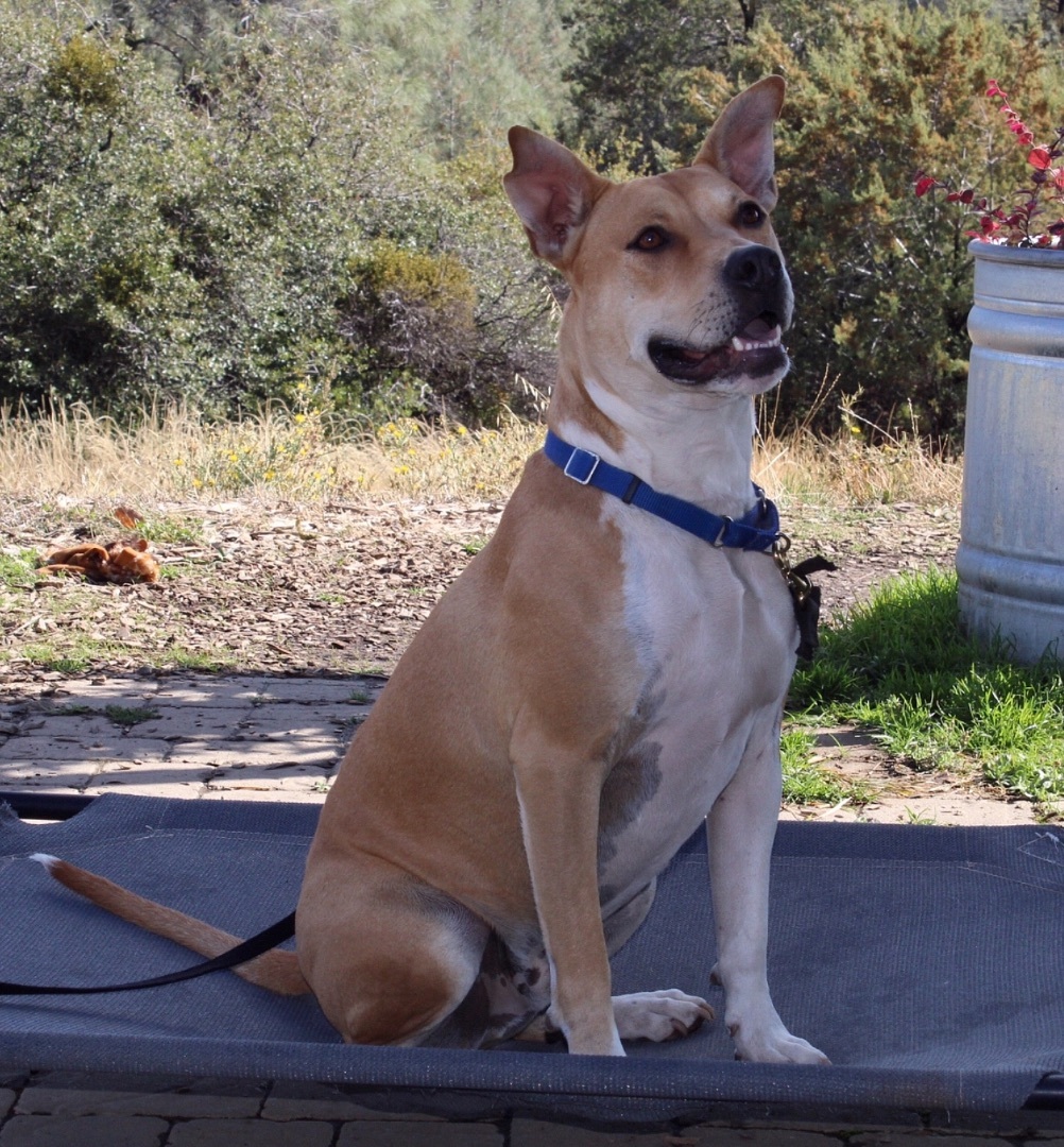 Rucker 05-7594-22, an adoptable Pit Bull Terrier in Grass Valley, CA, 95949 | Photo Image 3