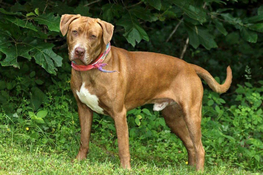 Kane, an adoptable Pit Bull Terrier in Cashiers, NC, 28717 | Photo Image 1