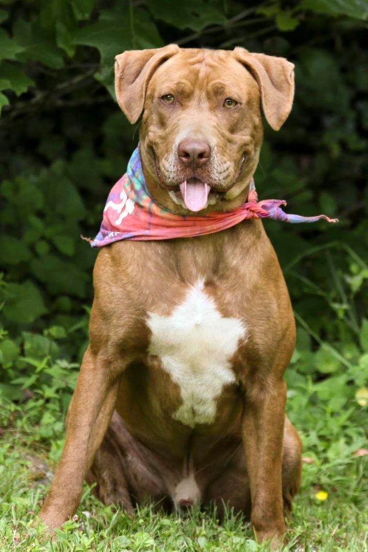 Kane, an adoptable Pit Bull Terrier in Cashiers, NC, 28717 | Photo Image 2