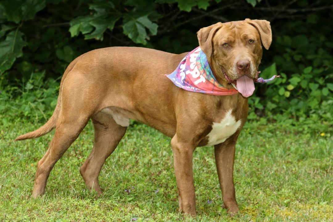 Kane, an adoptable Pit Bull Terrier in Cashiers, NC, 28717 | Photo Image 3