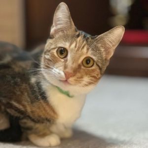 Meet Zelda This adorable kitten is here to remind you Its dangerous to go alone so adopt her so