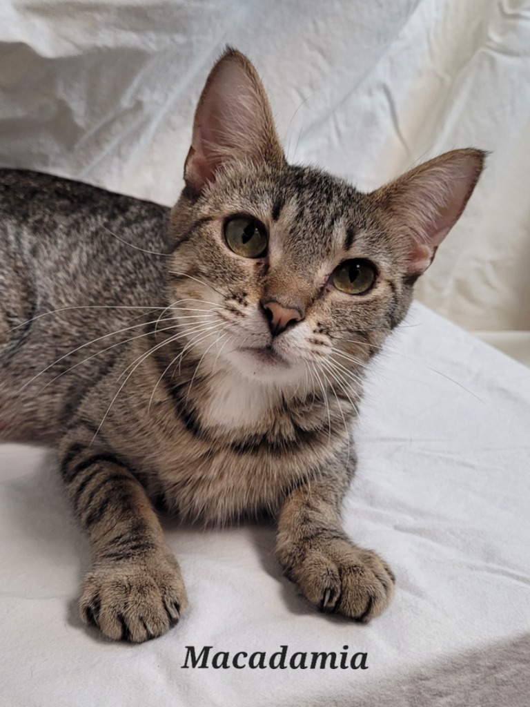 Macadamia, an adoptable Domestic Short Hair in Cedar Rapids, IA, 52404 | Photo Image 1