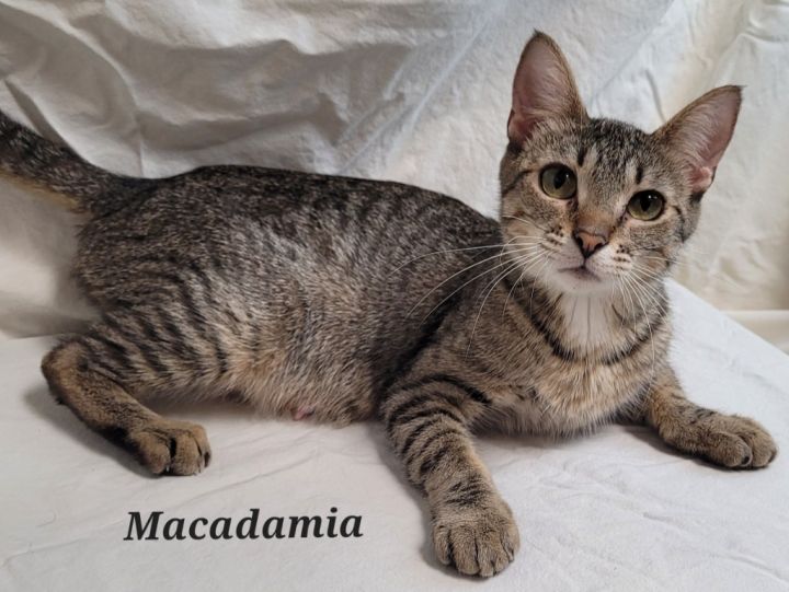 Macadamia 2