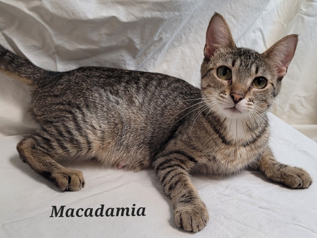 Macadamia, an adoptable Domestic Short Hair in Cedar Rapids, IA, 52404 | Photo Image 2