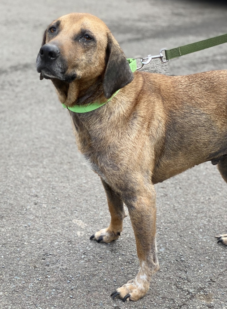 MURPHY, an adoptable Hound in Dallas, PA, 18612 | Photo Image 1