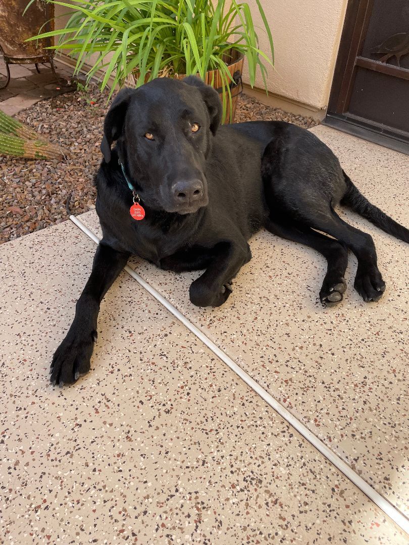Pepper, an adoptable Labrador Retriever in Oracle, AZ, 85623 | Photo Image 5
