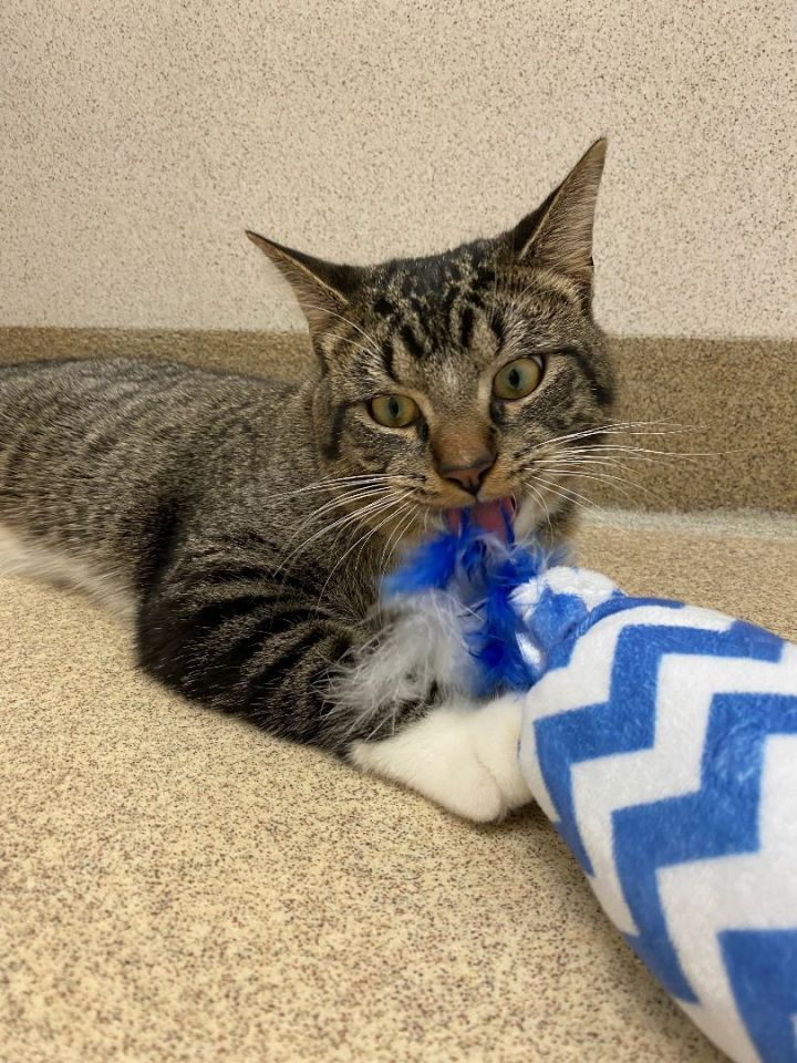 Swiper, an adoptable Domestic Short Hair in Naperville, IL_image-3