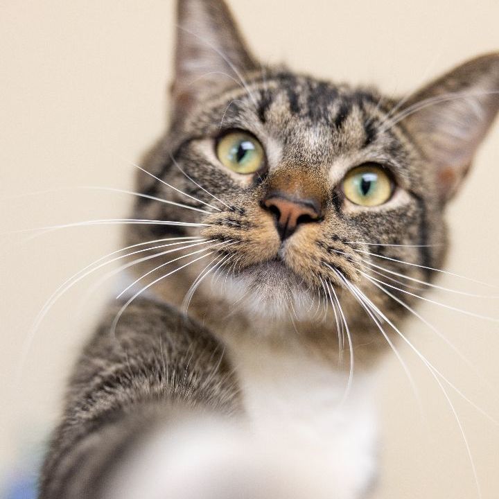 Swiper, an adoptable Domestic Short Hair in Naperville, IL_image-1
