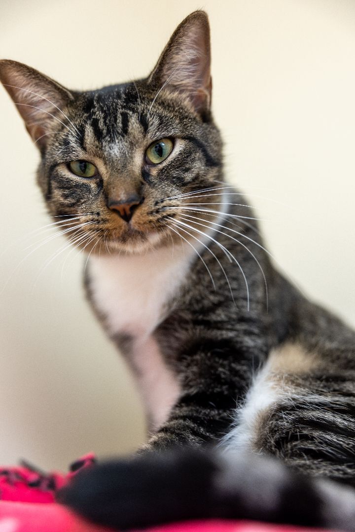 Swiper, an adoptable Domestic Short Hair in Naperville, IL_image-5