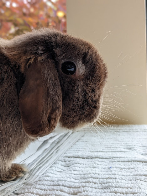 Marty, an adopted Lop Eared in Bellingham, WA_image-4