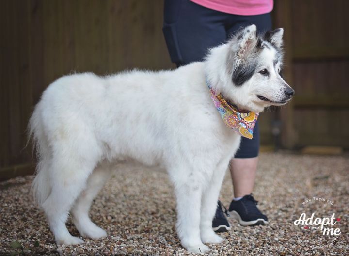 Fiona, an adopted Husky & Border Collie Mix in Kingwood, TX_image-5