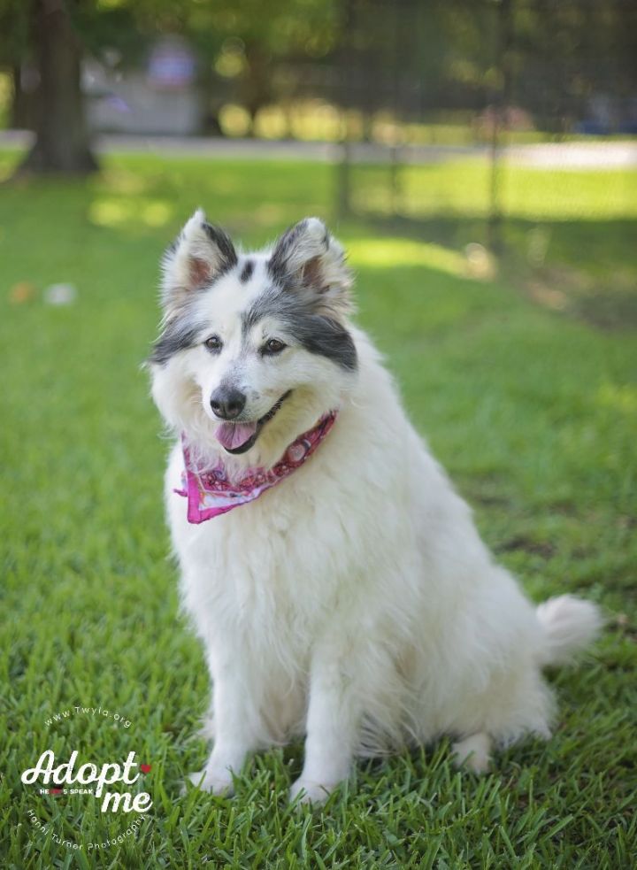Fiona, an adopted Husky & Border Collie Mix in Kingwood, TX_image-6