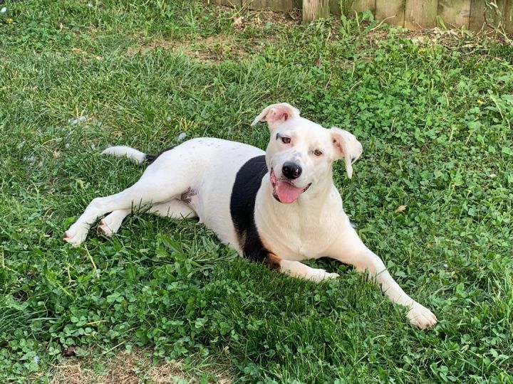 Poppy, an adoptable Jack Russell Terrier Mix in Lexington, KY_image-2