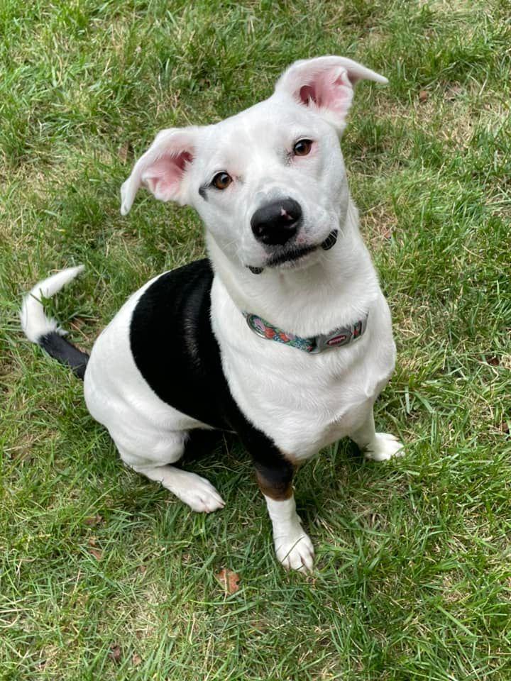 Poppy, an adoptable Jack Russell Terrier Mix in Lexington, KY_image-5