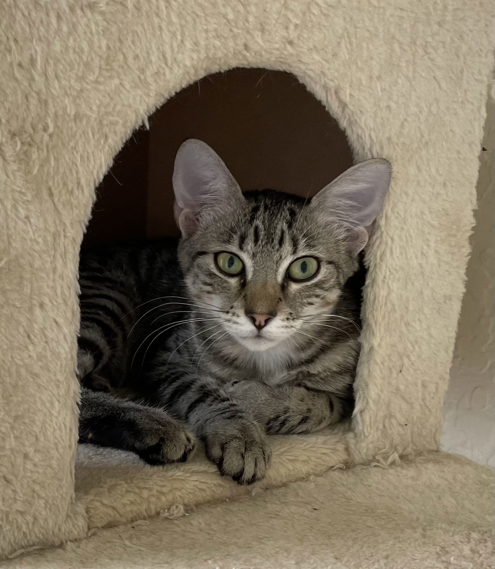 Brodie, an adoptable Abyssinian in West Palm Beach, FL, 33405 | Photo Image 1