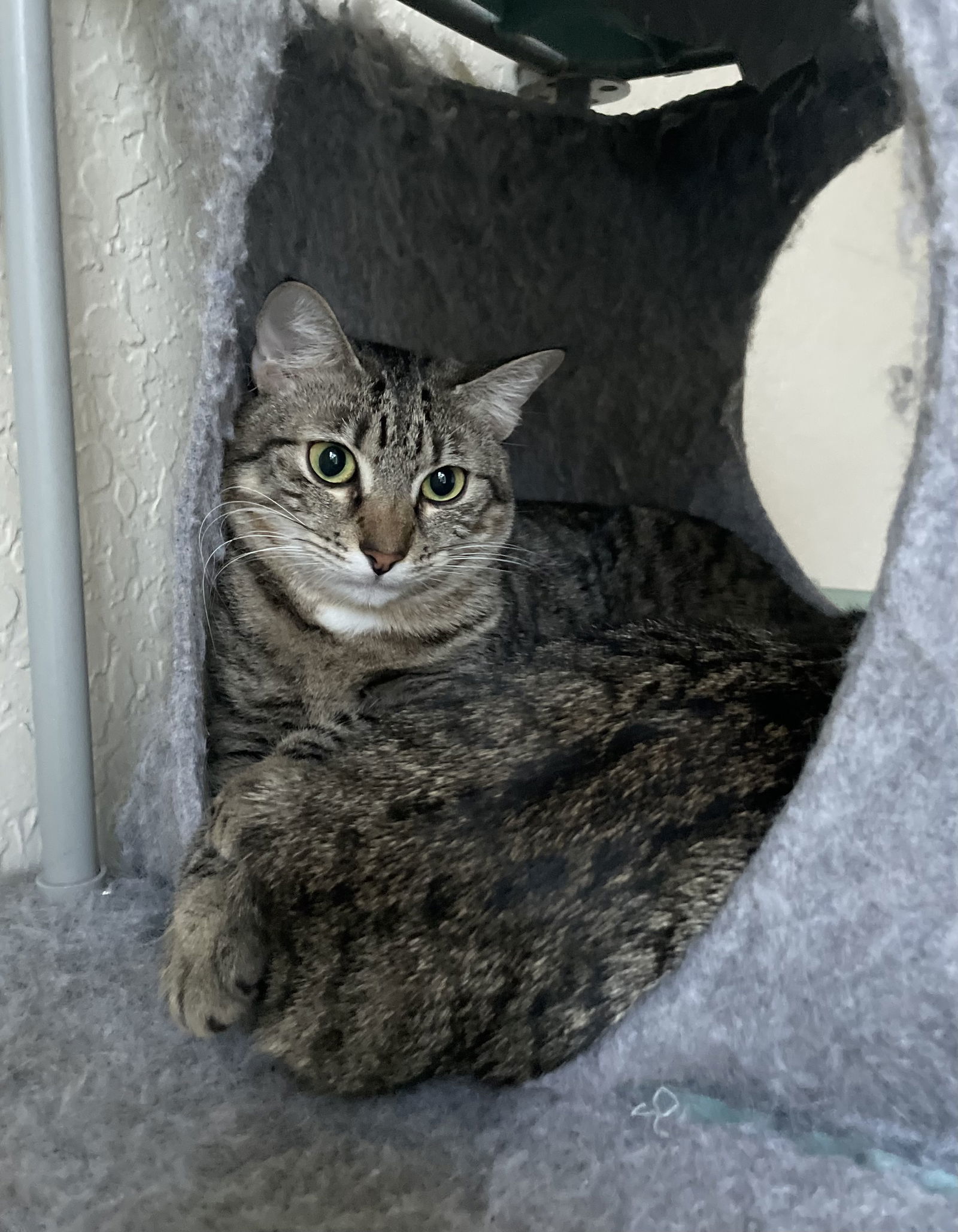 Brodie, an adoptable Abyssinian in West Palm Beach, FL, 33405 | Photo Image 2