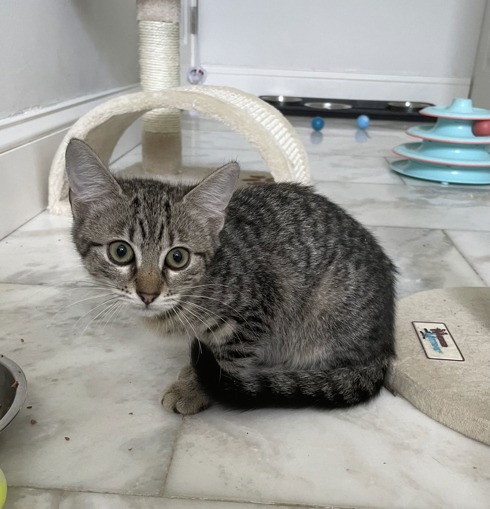 Brodie, an adoptable Abyssinian in West Palm Beach, FL, 33405 | Photo Image 3