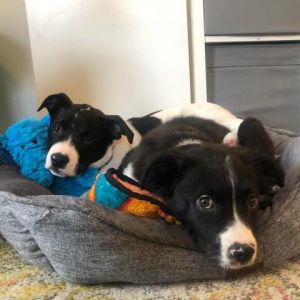 Salt Mixed Breed Dog | Pets | Chicago IL | recycler.com