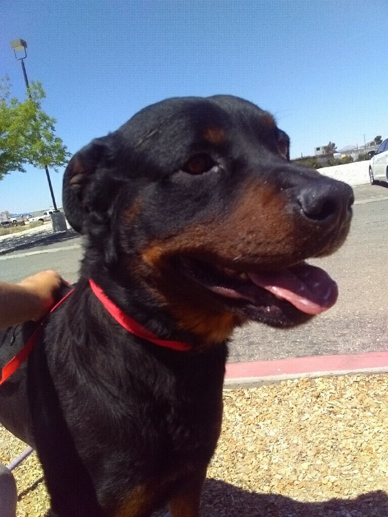 Maverick , an adoptable Rottweiler in Portland, OR, 97233 | Photo Image 1
