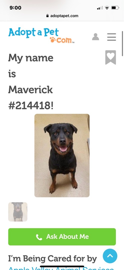 Maverick , an adoptable Rottweiler in Portland, OR_image-2