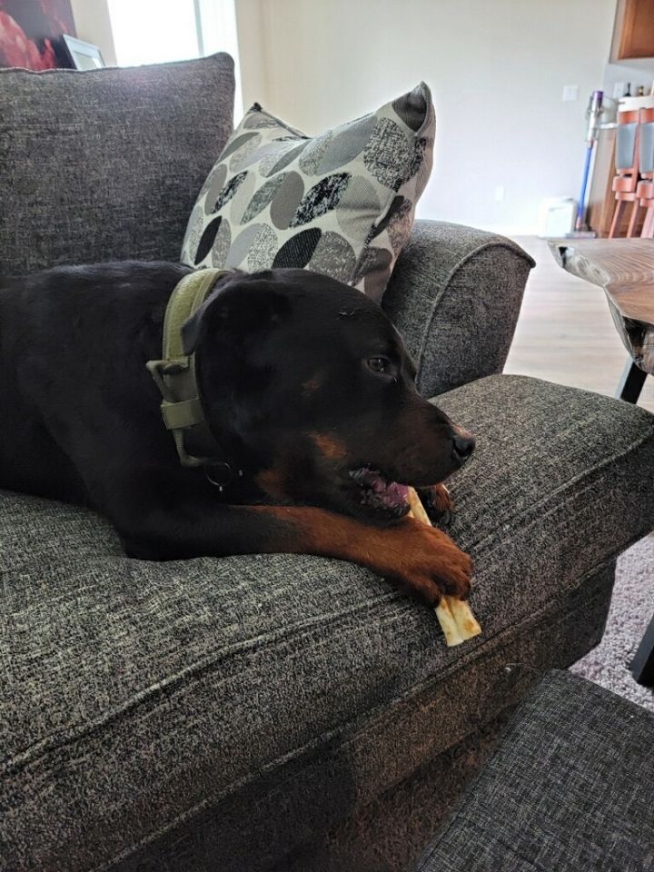 Maverick , an adoptable Rottweiler in Portland, OR_image-4