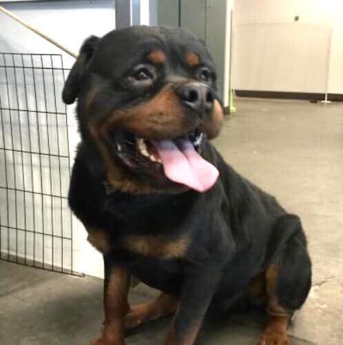 Jumbo, an adoptable Rottweiler in Portland, OR_image-3