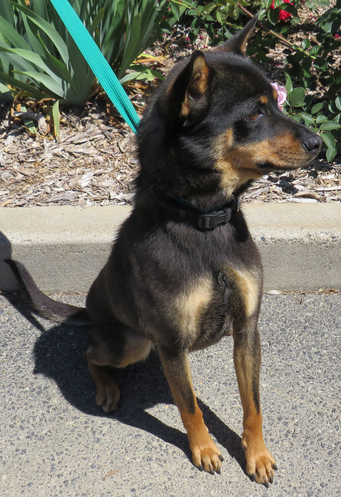 Reese, an adoptable Manchester Terrier Mix in Jamestown, CA_image-3