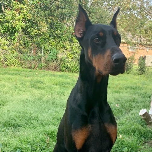 Riesling, an adopted Doberman Pinscher in Harahan, LA_image-1