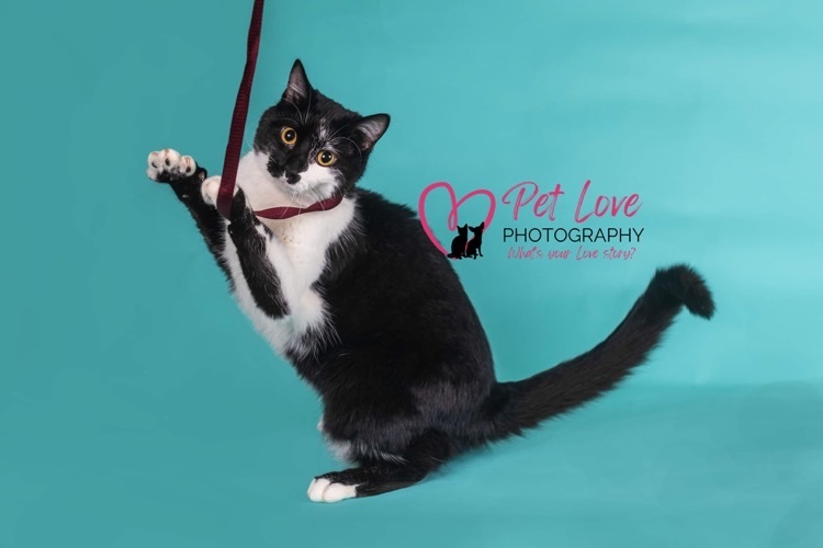 Cat for adoption Boots, a Domestic Short Hair Mix in Covington, KY