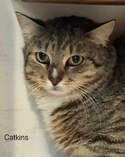 Cat for adoption - Catkins, a Domestic Short Hair in Wells, ME | Petfinder